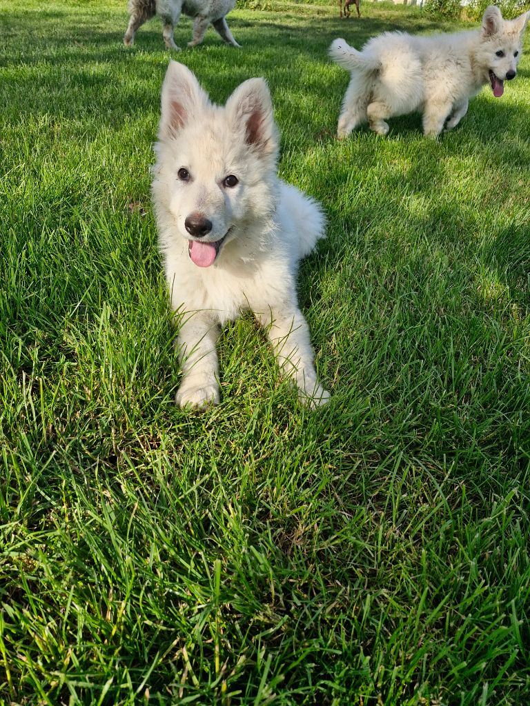 Les Pattes d'Eawy - Chiot disponible  - Berger Blanc Suisse