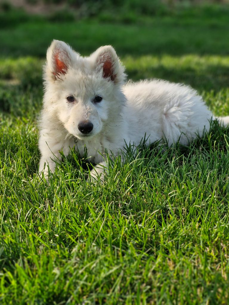 Les Pattes d'Eawy - Chiot disponible  - Berger Blanc Suisse