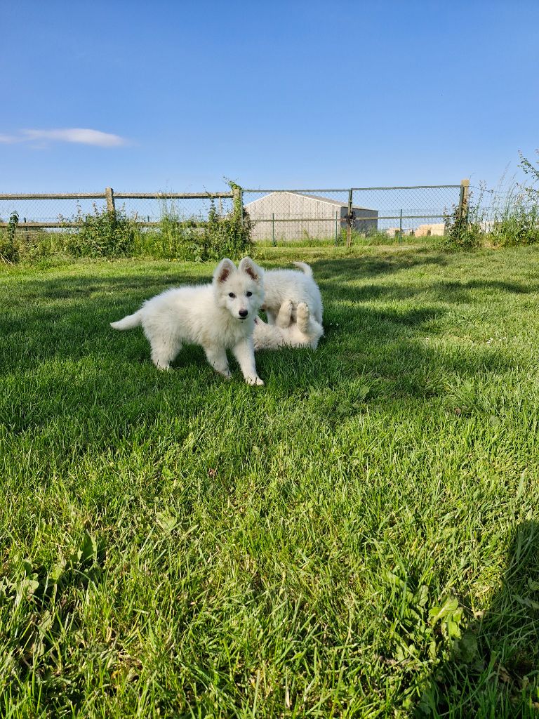 Les Pattes d'Eawy - Chiot disponible  - Berger Blanc Suisse