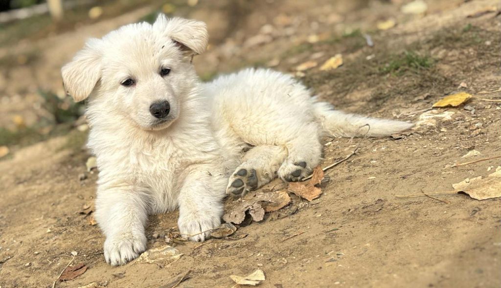 Les Pattes d'Eawy - Chiots disponibles - Berger Blanc Suisse