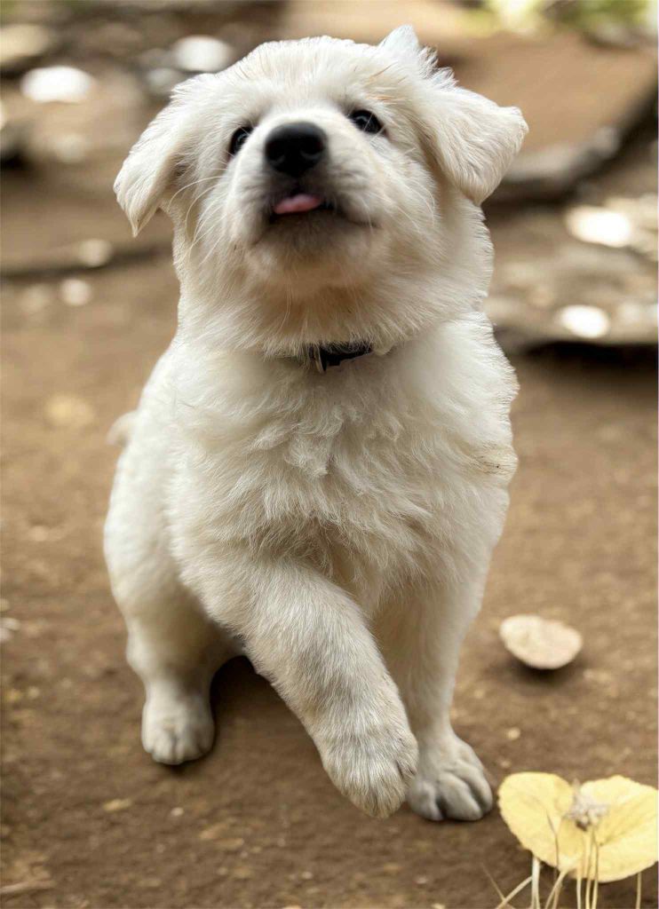 Les Pattes d'Eawy - Chiots disponibles - Berger Blanc Suisse