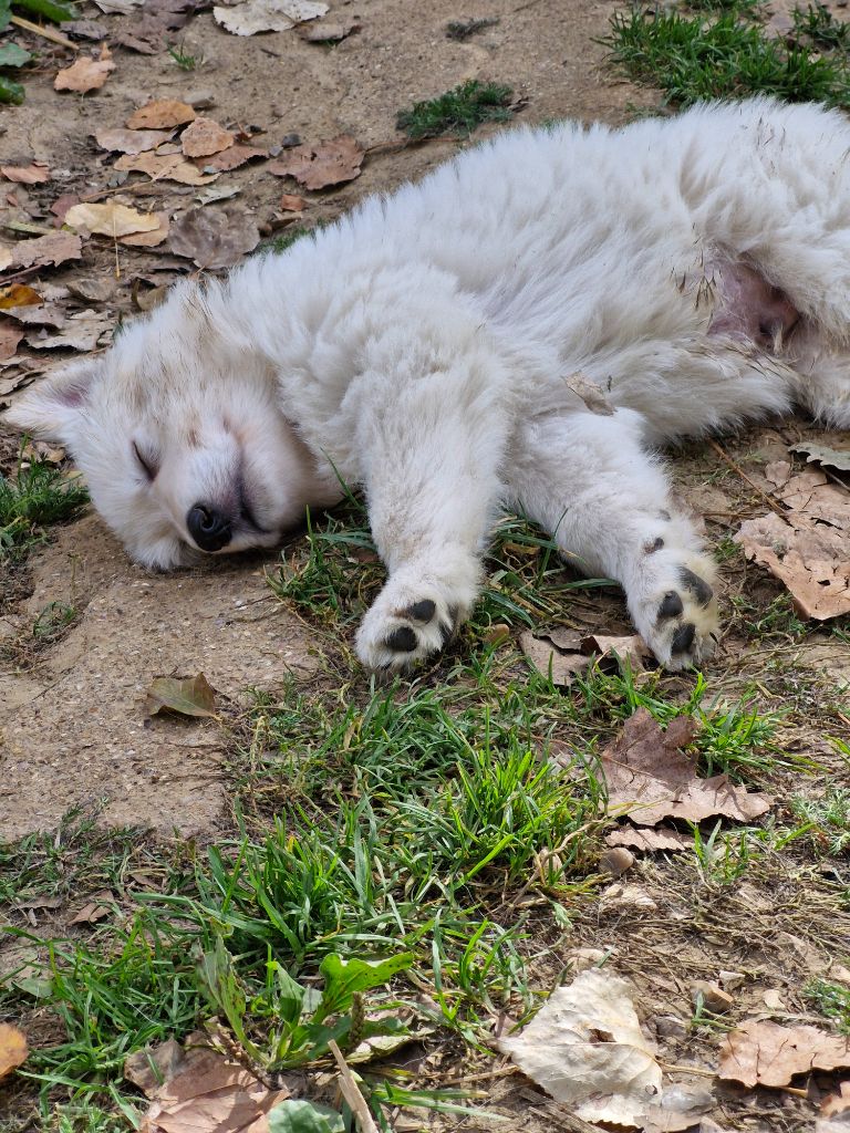 Les Pattes d'Eawy - Chiots disponibles - Berger Blanc Suisse