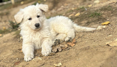CHIOT 6