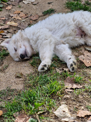 CHIOT 4
