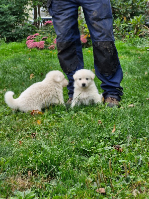 CHIOT 1