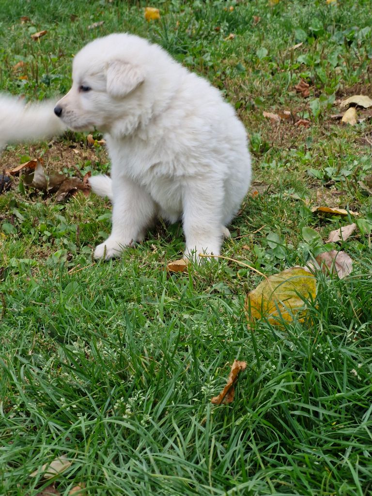Les Pattes d'Eawy - Chiots disponibles - Berger Blanc Suisse
