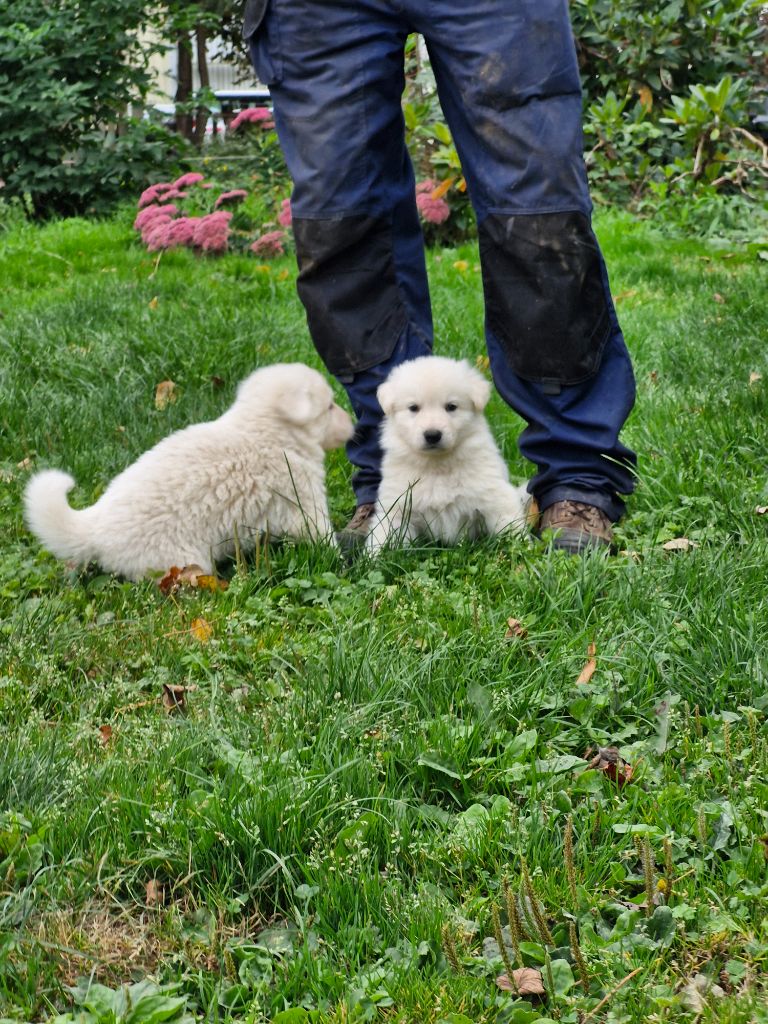 Les Pattes d'Eawy - Chiots disponibles - Berger Blanc Suisse
